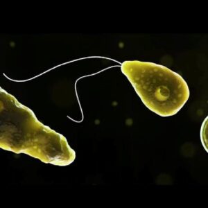 abdde beyin yiyen amip panigi gNjbMgSl