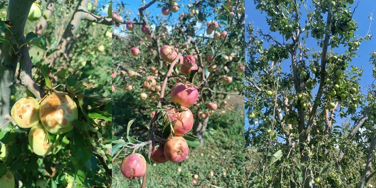 dolu yagisi ispartayi felc etti en az 100 milyon lira zarar var 8Ki1Jx2X