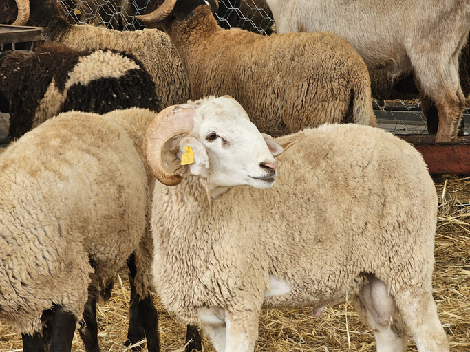 2026 kurban bayrami ne zaman kac gun tatil olacak 9 gun mu kurban bayrami baslangic ve bitis tarihi 2026 PZb7icJ2.jpg