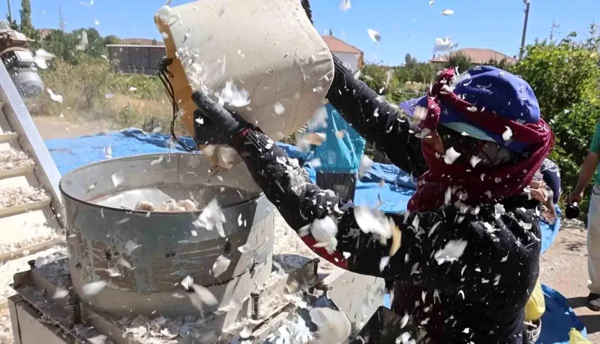 aksaray organik sarimsagi 2025 ekim sezonuna girdi EZrynsdp