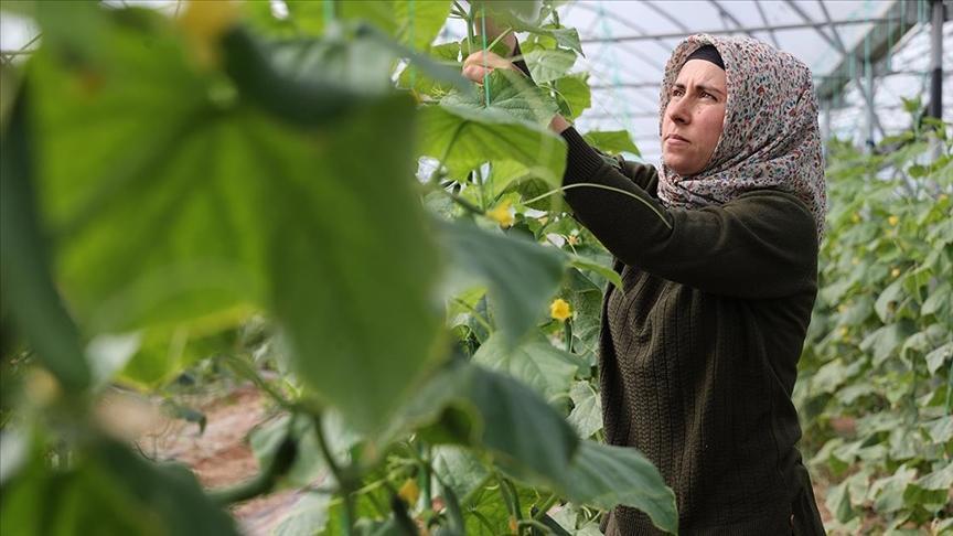 kadin girisimci devlet destegiyle kurdugu serada uretime katki sagliyor qFxilsK2.jpg