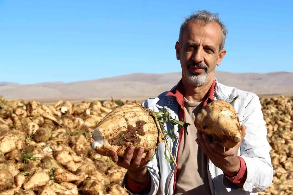 kahramanmarasta seker pancari hasadi basladi TZnZsQCh.jpg