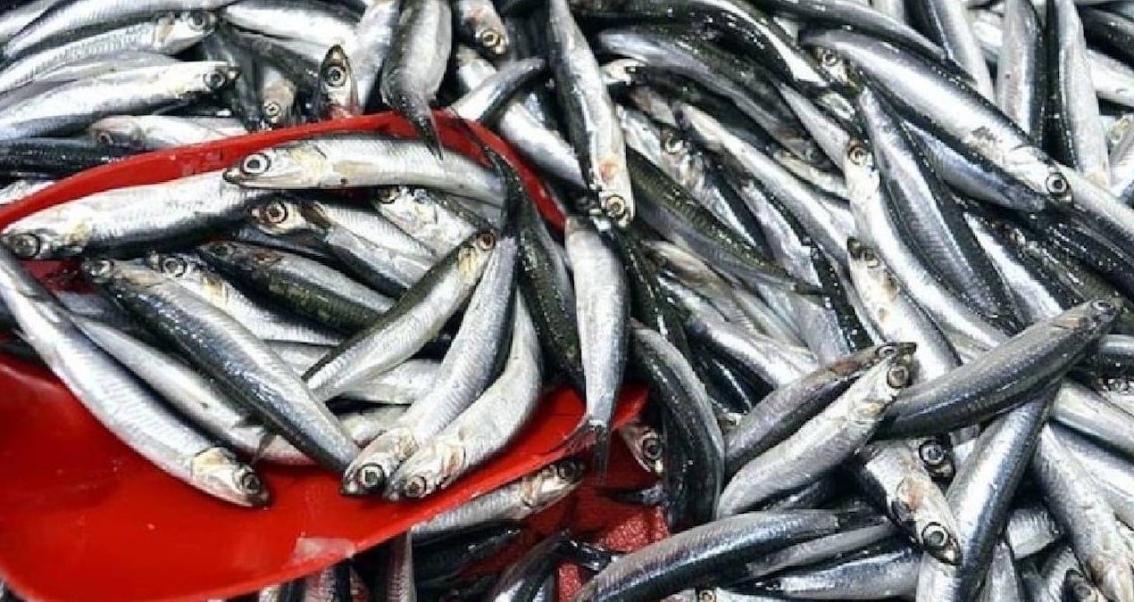 sinopta balikci tezgahlari doldu 150 liradan satiliyor B8DcCMCH