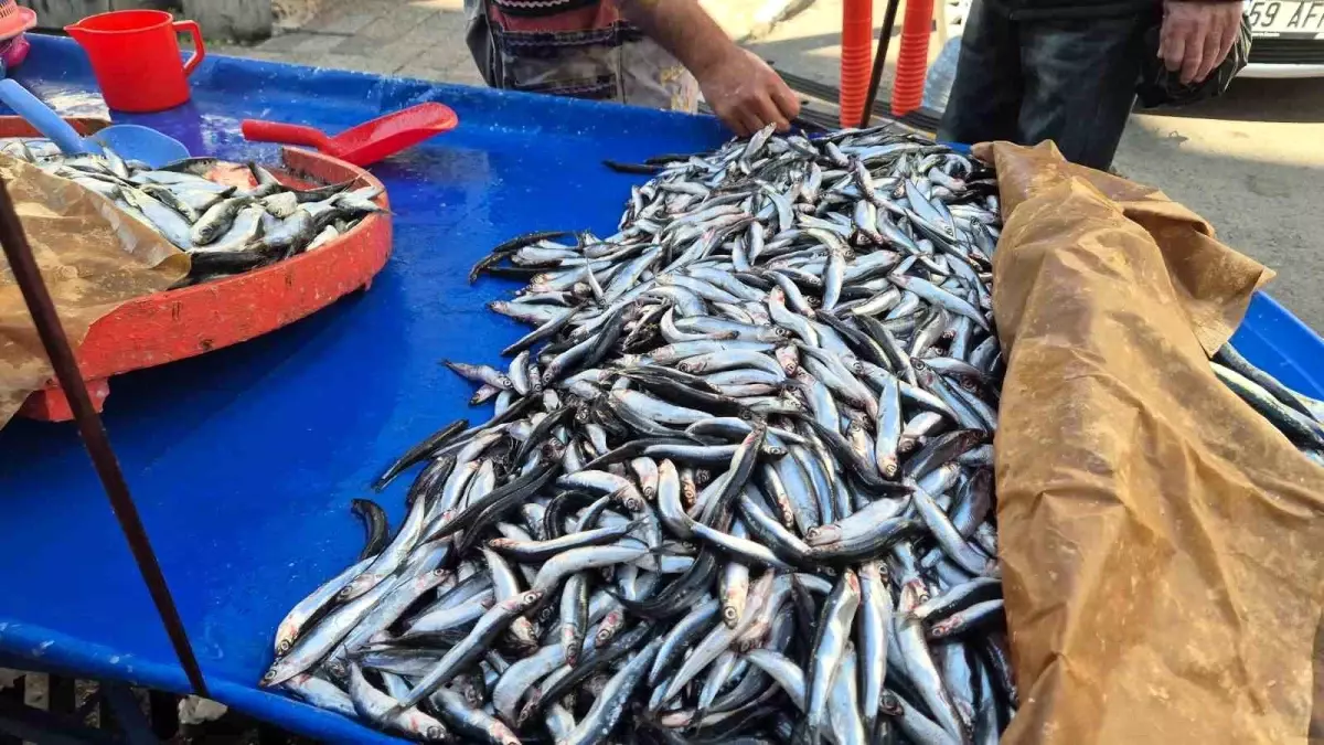 suleymanpasada hamsi ve sardalya fiyatlari dususte 6NiFGbDU.jpg