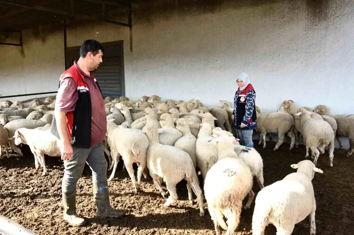 aliagada damizlik koyun uretim merkezi projesi tamamlandi bhxa8aL9.jpg