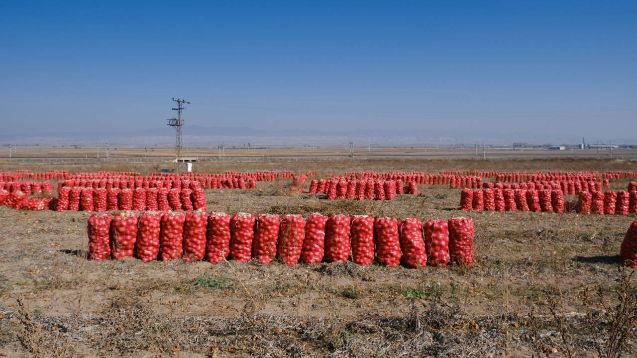 eskisehirde 800 ton sogan tarlada kaldi devletin tarimla ilgili kurum ve kuruluslari feryadimizi duymuyor cXYXKslA.jpg