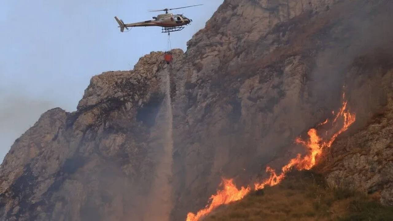 Orman yangınlarının arkasından çıkan akılalmaz vahşet! Kedileri kundaklama aracı yapmışlar Haber gorseli