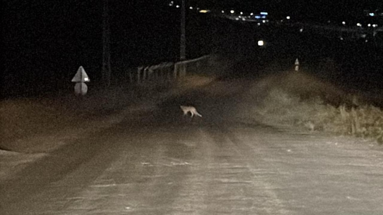Sivas’ta yola inen tilki cep telefonu kamerasına yansıdı Haber gorseli