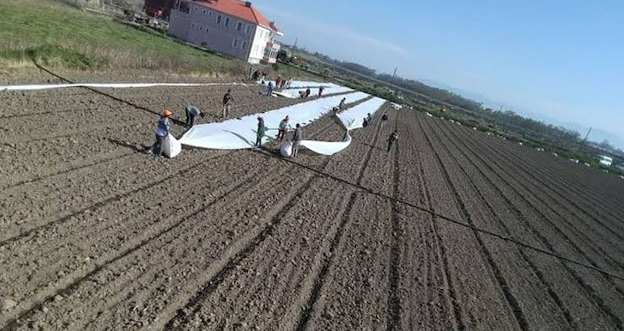 Kara toprakta hasat ediliyor: Tanesi 5 liradan Ankara ve İstanbul’a gönderiliyor Haber gorseli